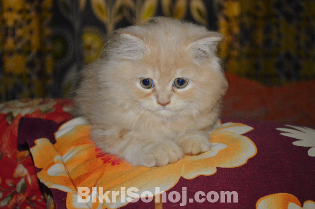 Traditional Persian cat